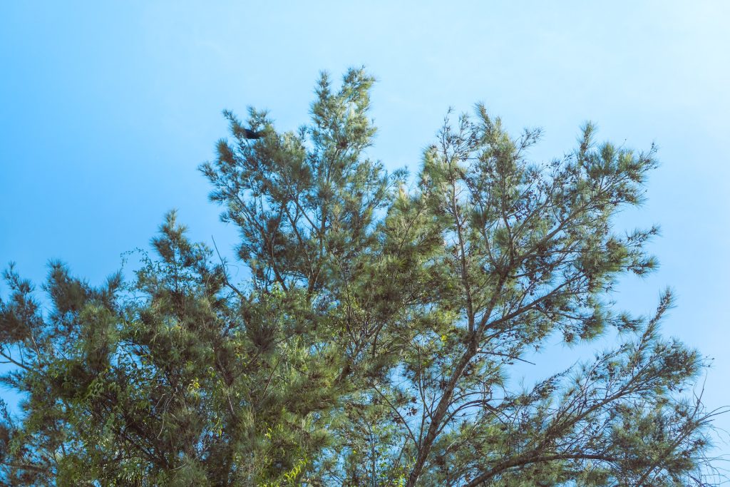 tree